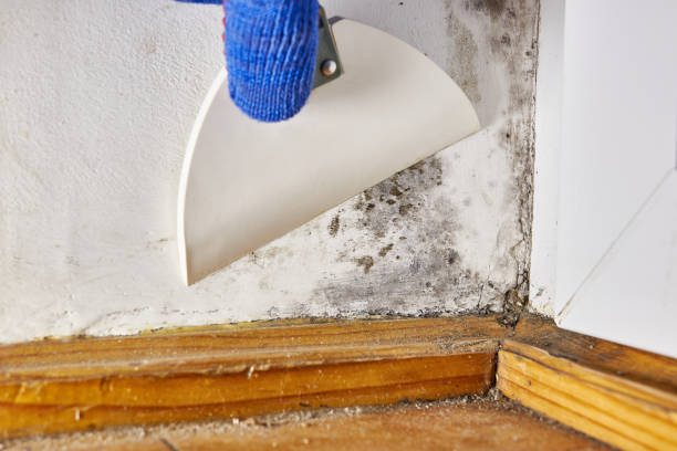 Best Mold Odor Removal Services  in Milton, PA